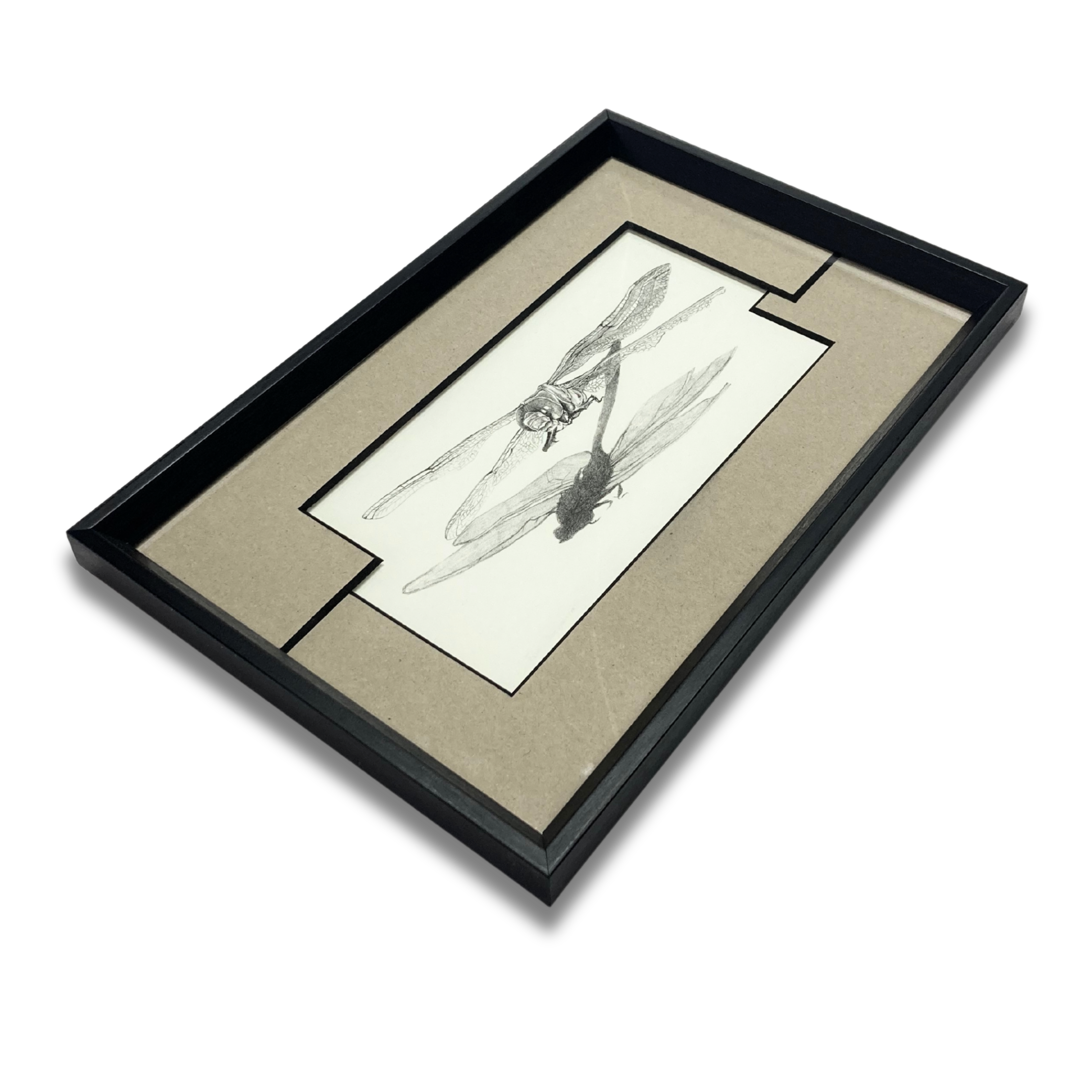 Framed Art | Dragonfly Sketch